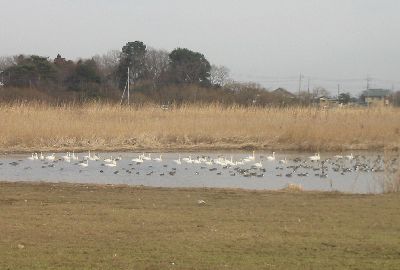 ガバ沼の白鳥