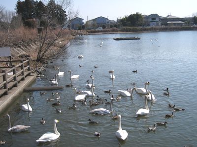 一の関ため池の白鳥