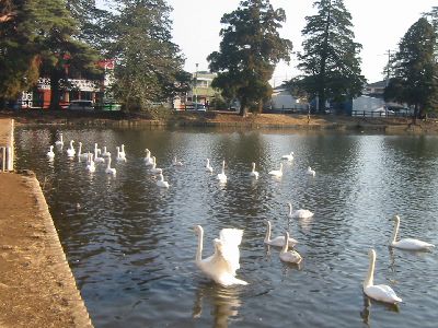 大島公園・雷池の白鳥