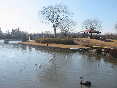 柏原池公園