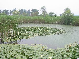 和田公園の池