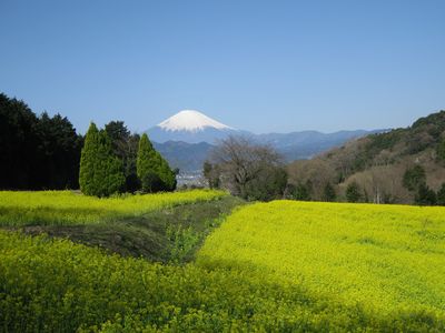 しのくぼの菜の花畑より望む富士山