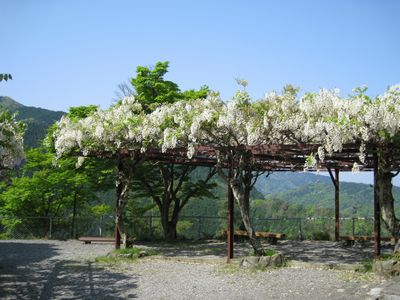 小倉山展望台の藤棚