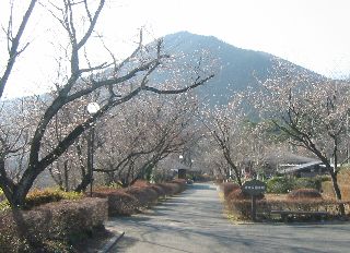 城峯公園の冬桜
