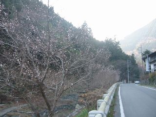 神泉村道