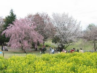 航空記念公園の菜の花と桜
