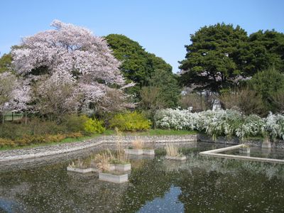 武蔵国分寺公園　武蔵の池